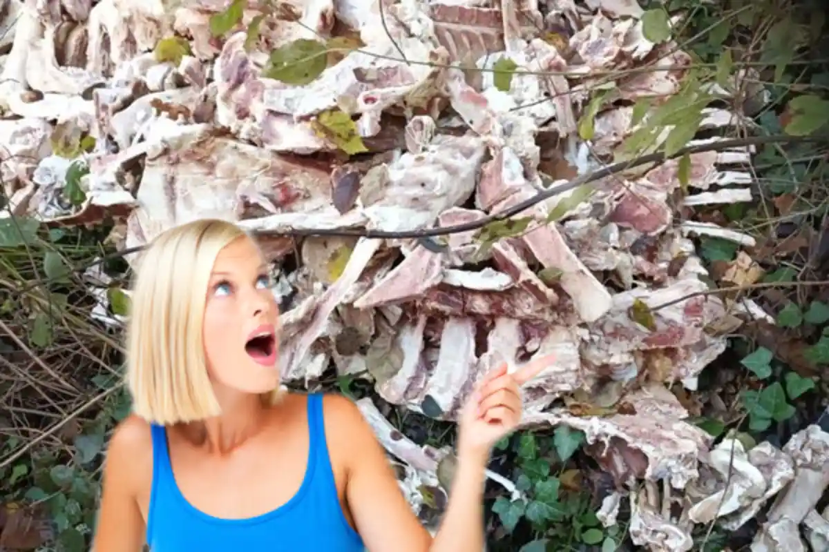 pres-de-400-kg-d-ossements-retrouves-dans-une-foret-en-dordogne-une-enquete-ouverte-pour-trouver-leur-provenance