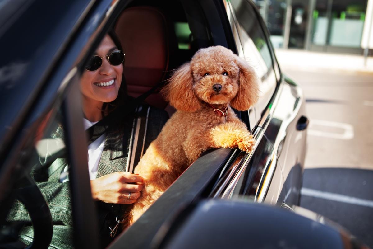 transporter-son-chien-en-voiture-quelle-est-la-loi