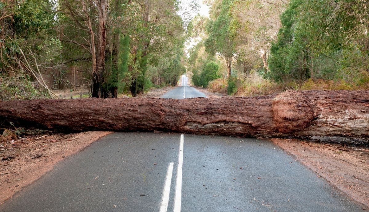 Des arbres sur la route : que faire avec votre assurance en cas d'accident ou de chute ?